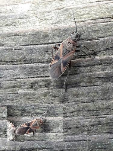 Arocatus roeselii