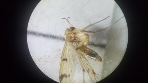 Mycetophila sp.