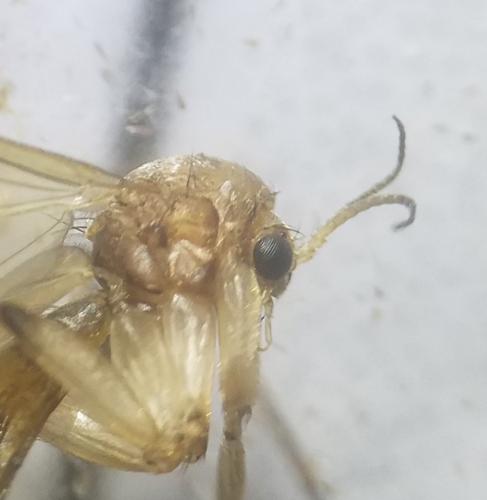 Réf. 297 645 : Mycetophila sp.