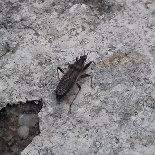 Himacerus major