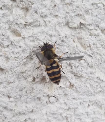 Réf. 297 815 : Syrphus ribesii