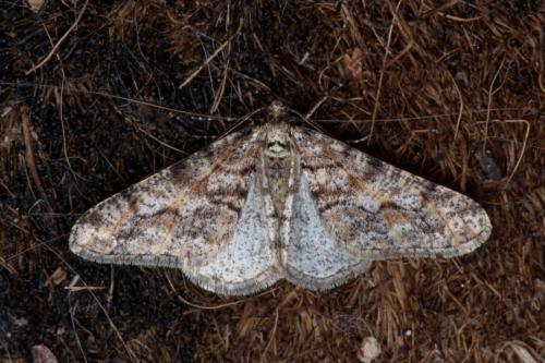 Agriopis leucophaearia