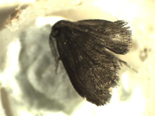 Psyche casta