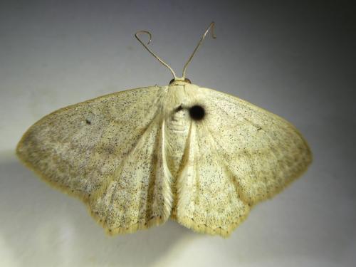 Réf. 297 413 : Scopula nigropunctata