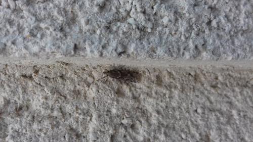 Eudonia angustea