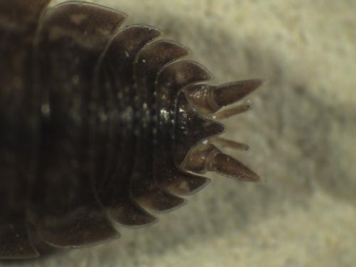Porcellio scaber