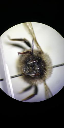 Bombus ruderarius
