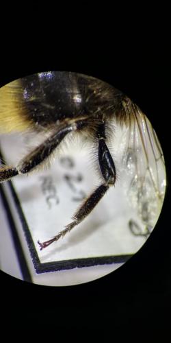 Bombus lapidarius