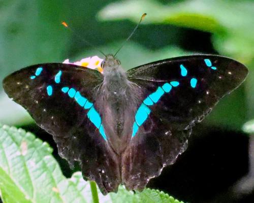 Réf. 297 201 : Graphium gelon