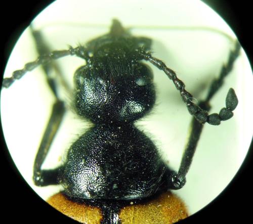 Réf. 297 004 : Mylabris oleae