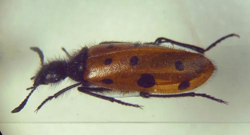 Mylabris hirtipennis