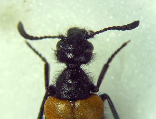 Réf. 297 137 : Mylabris madani
