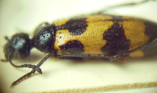 Mylabris tricincta