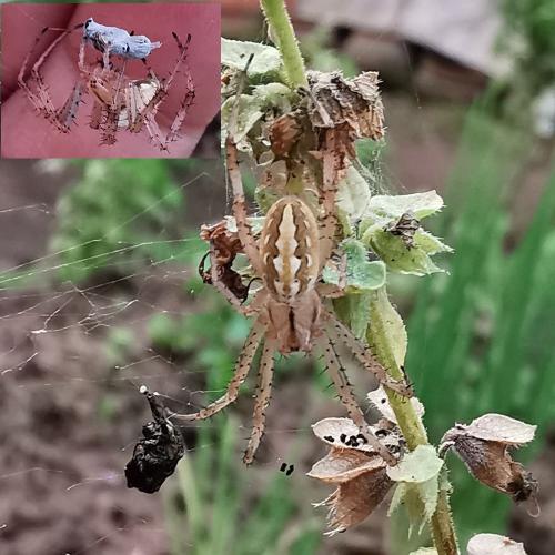 Réf. 297 875 : Neoscona sp.