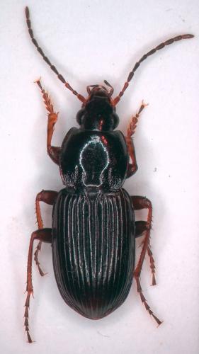 Réf. 297 901 : Pterostichus vernalis