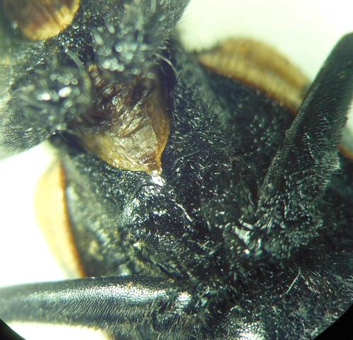 Mylabris oleae