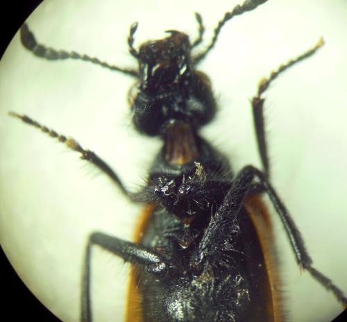 Mylabris hirtipennis