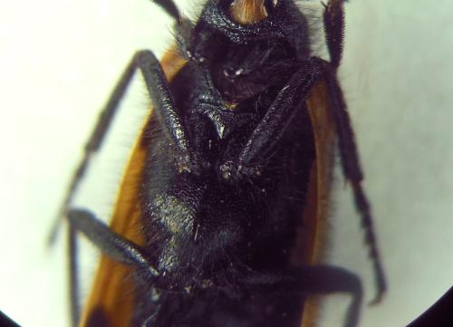 Mylabris madani