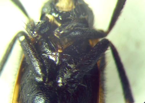 Mylabris tricincta