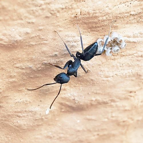 Réf. 297 502 : Camponotus sp.