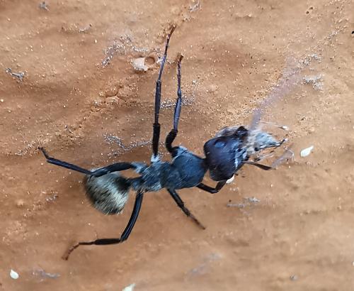 Réf. 297 500 : Camponotus sp.