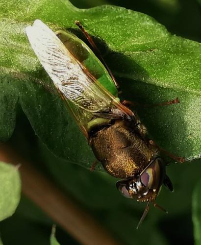 Réf. 297 550 : Stratiomyinae inconnu