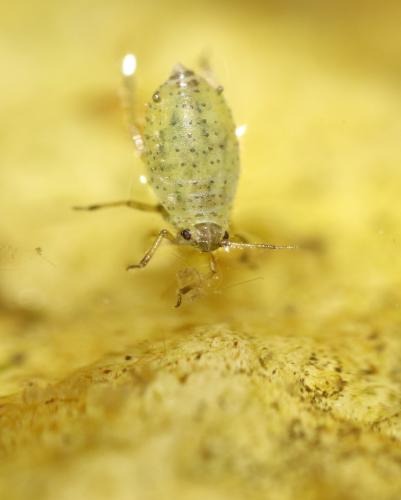 Réf. 297 397 : Saltusaphidinae inconnu