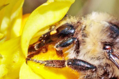 Réf. 297 150 : Bombus mesomelas