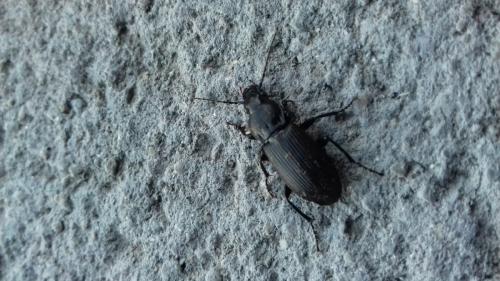 Réf. 297 906 : Pterostichus melanarius