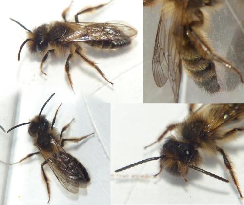 Andrena flavipes