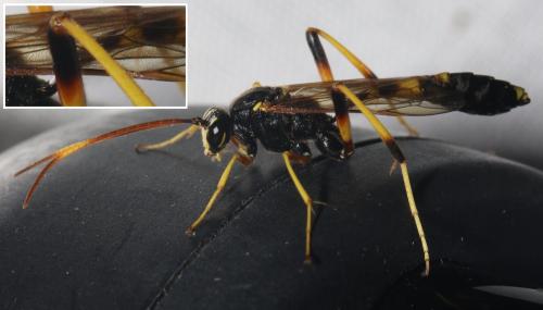 Réf. 297 677 : Acroricnus seductor