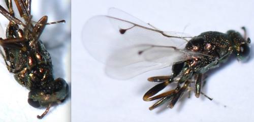 Aggelma sp.