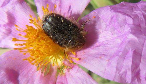 Réf. 297 386 : Tropinota sp.