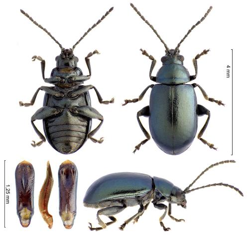 Réf. 297 162 : Altica helianthemi