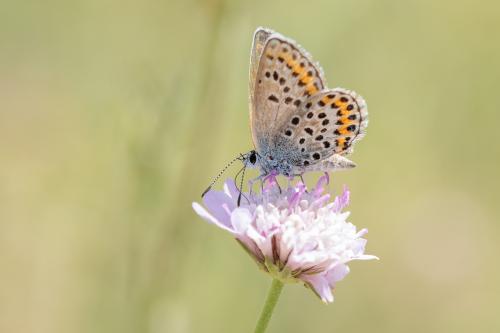 Réf. 297 765 : Plebejus sp.