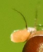 Suillia sp.