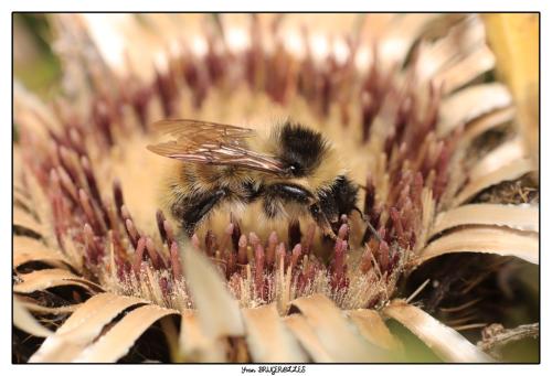Réf. 297 461 : Bombus mesomelas
