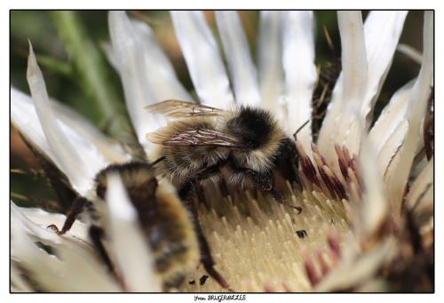 Réf. 297 462 : Bombus mesomelas