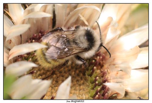 Réf. 297 463 : Bombus mesomelas