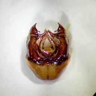 Bombus ruderarius
