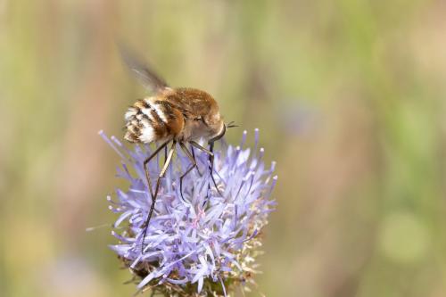 Réf. 297 330 : Bombylius cruciatus
