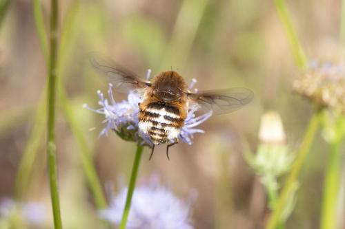 Réf. 297 331 : Bombylius cruciatus