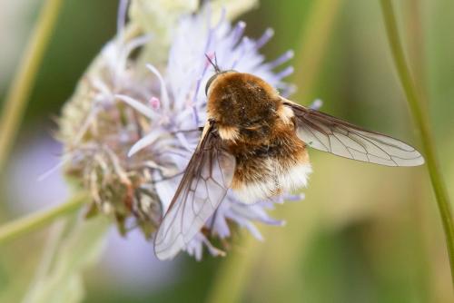 Réf. 297 050 : Bombylius cruciatus