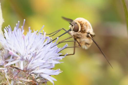 Réf. 297 051 : Bombylius cruciatus