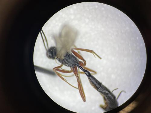 Réf. 297 017 : Campopleginae inconnu