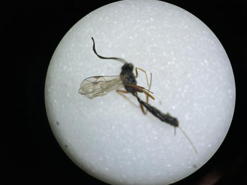 Réf. 297 018 : Campopleginae inconnu