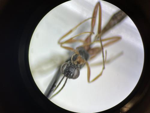 Réf. 297 019 : Campopleginae inconnu