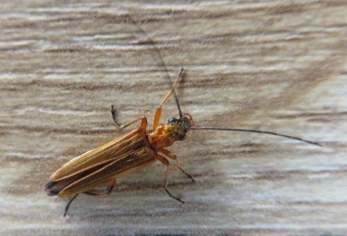 Oedemera podagrariae