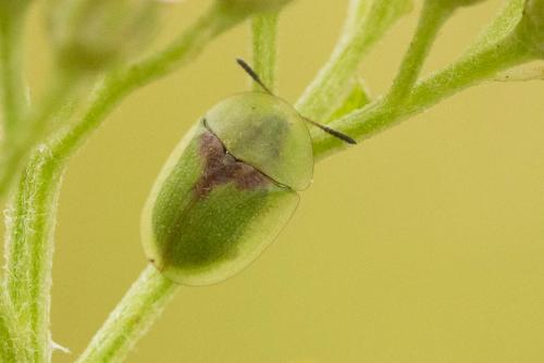 Réf. 297 641 : Cassida denticollis