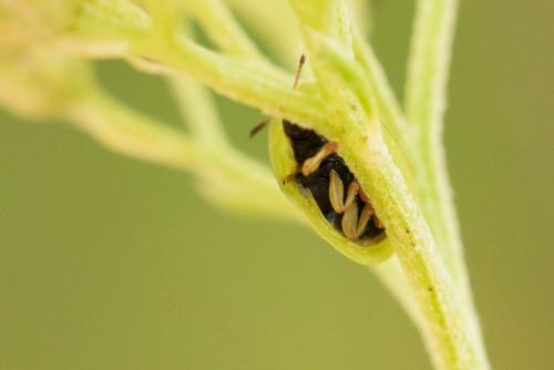 Réf. 297 642 : Cassida denticollis